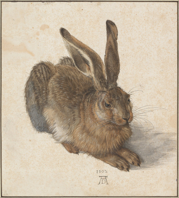 Albrecht Durer Young Hare Print, Museum Quality Canvas Art FOSHE ART